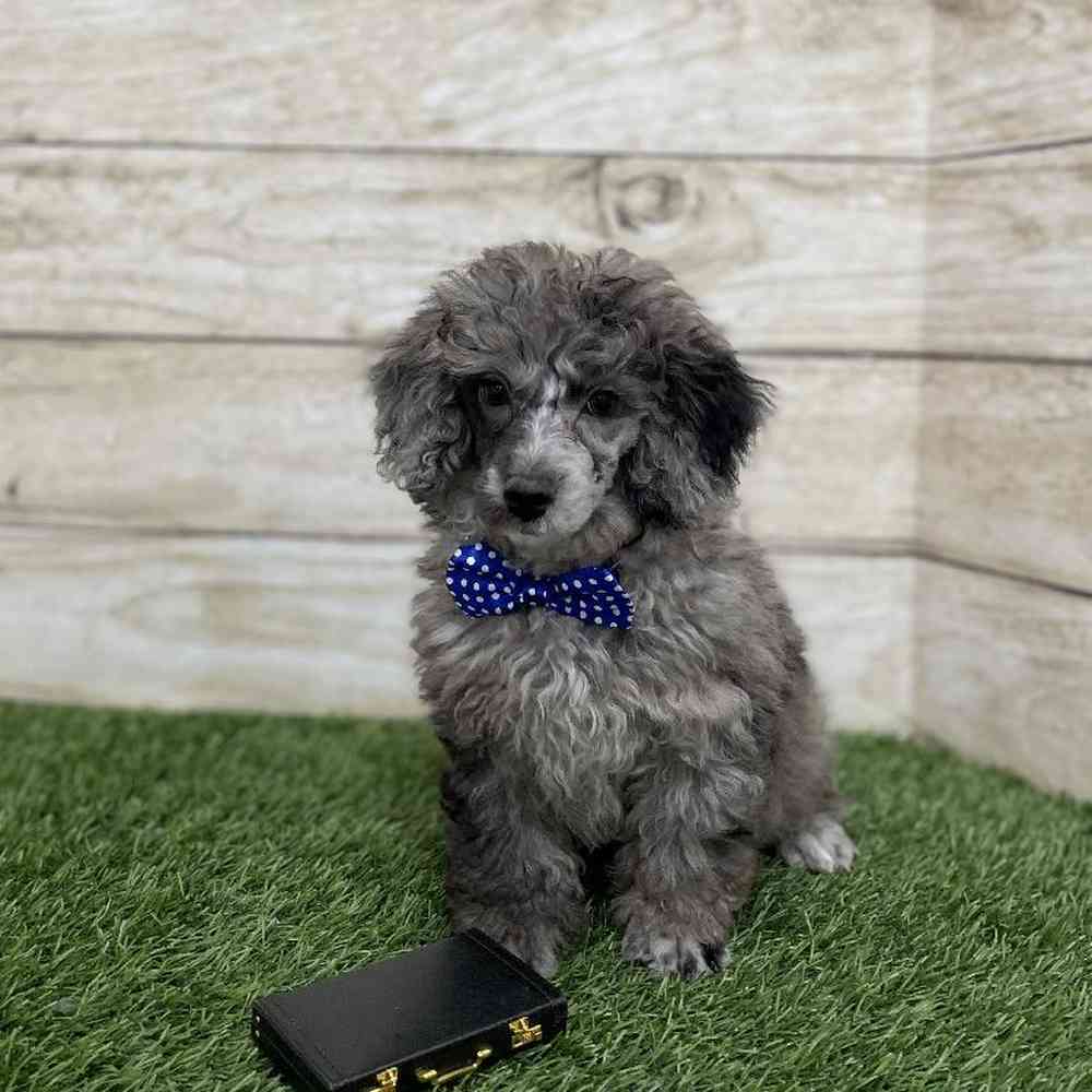 Male Poodle Toy Puppy for Sale in Braintree, MA