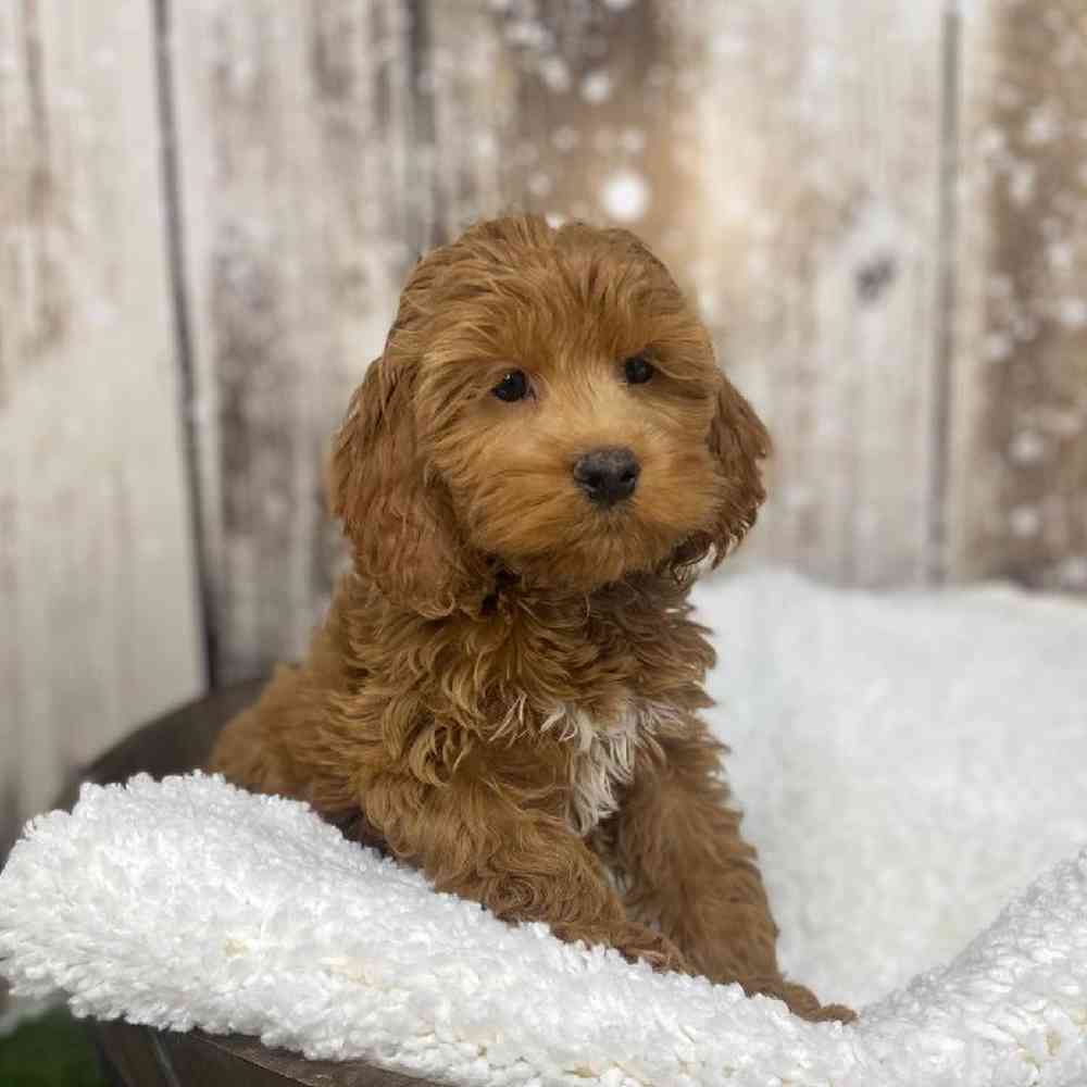 Male Cockapoo Puppy for Sale in Saugus, MA