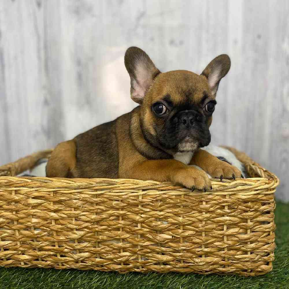 Male French Bulldog Puppy for Sale in Saugus, MA
