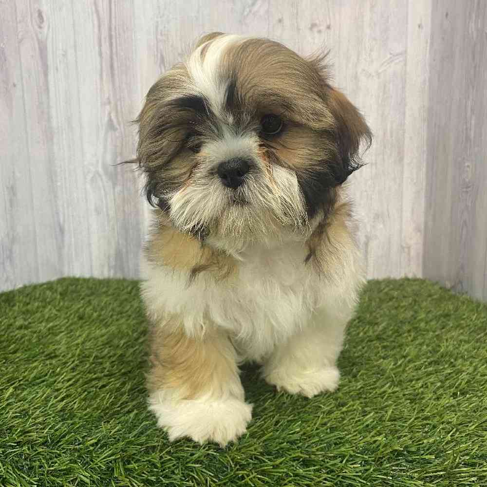 Male Shih Tzu Puppy for Sale in Saugus, MA