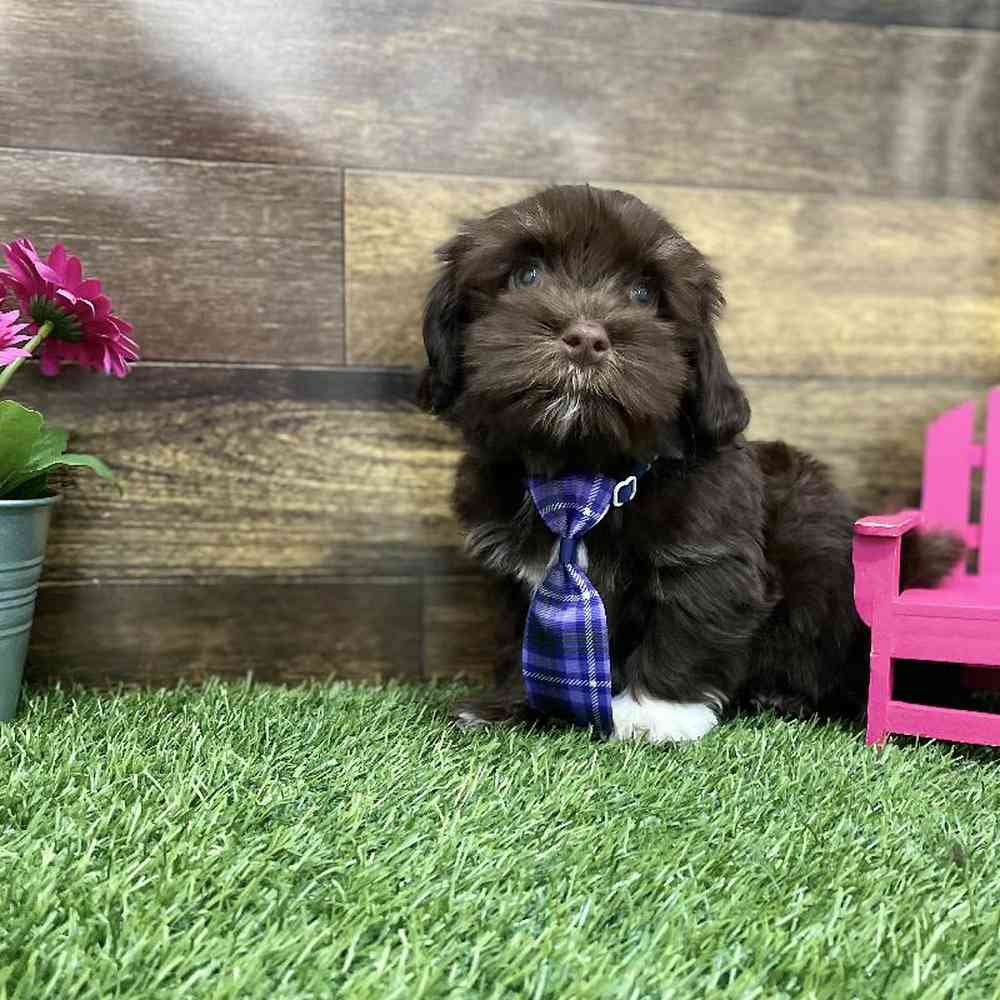 Male Havanese Puppy for Sale in Braintree, MA