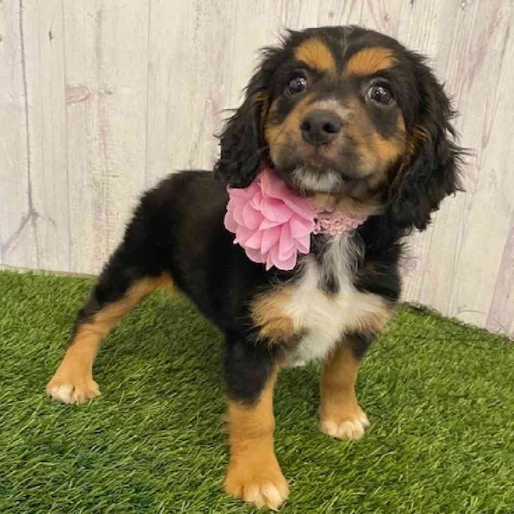 Female Cotralian (Mini Aussie/Cocker Spaniel) Puppy for sale
