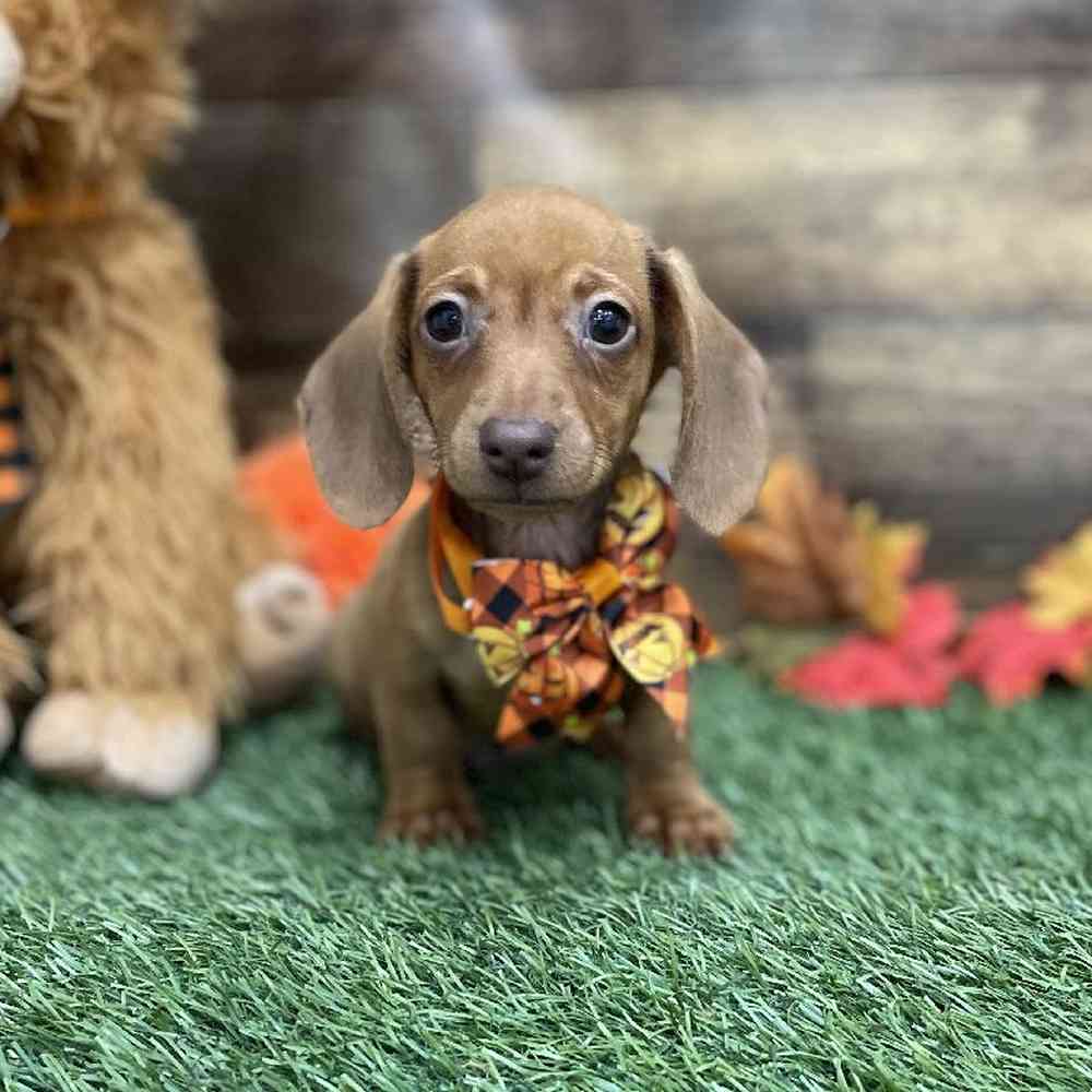 Male Dachshund Puppy for Sale in Braintree, MA