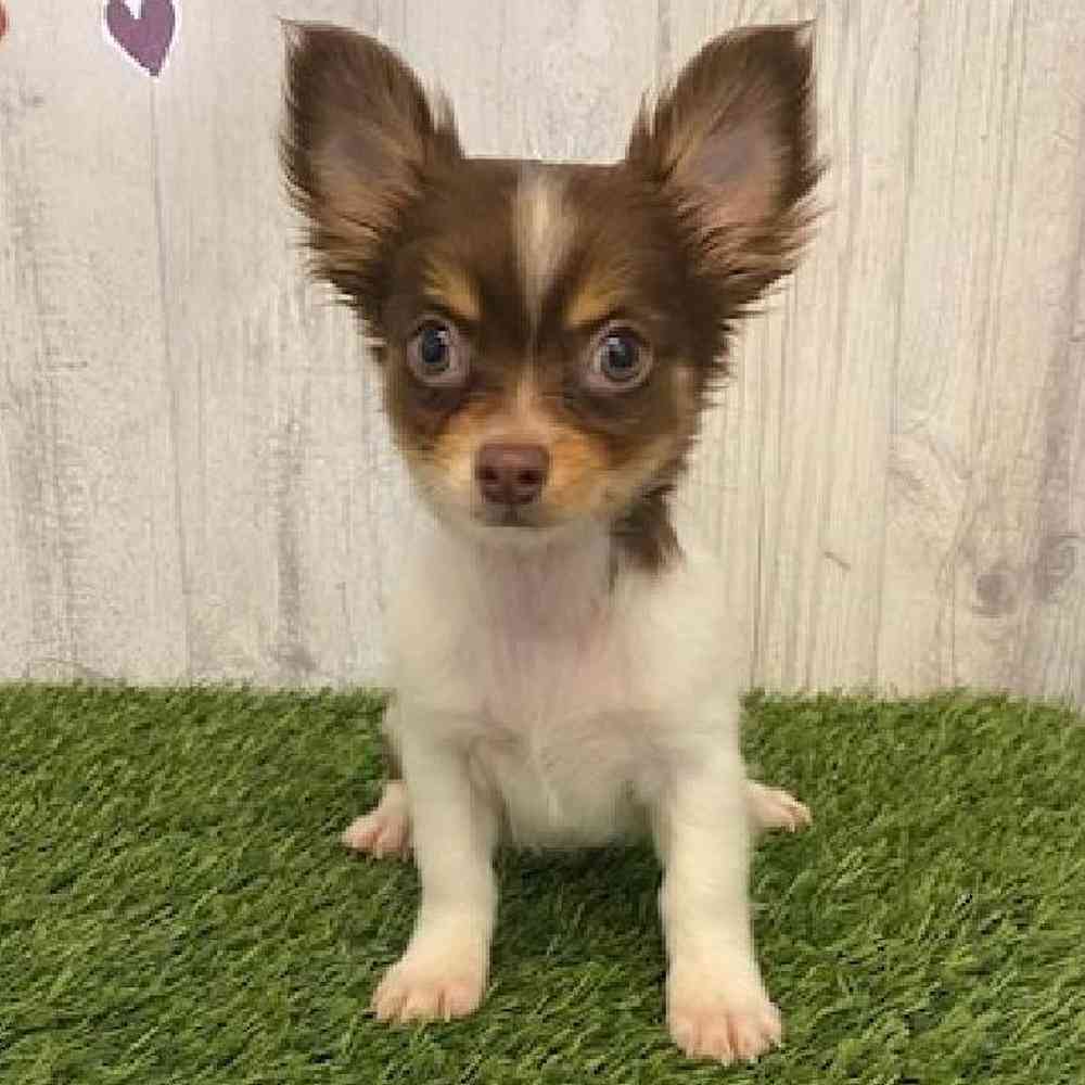 Male Chihuahua Puppy for sale