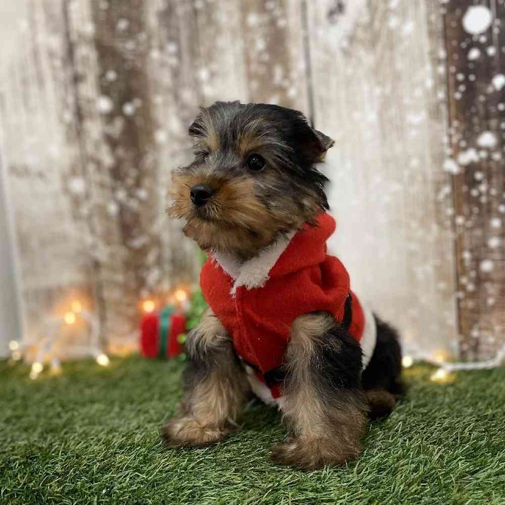 Male Silky Terrier Puppy for Sale in Braintree, MA
