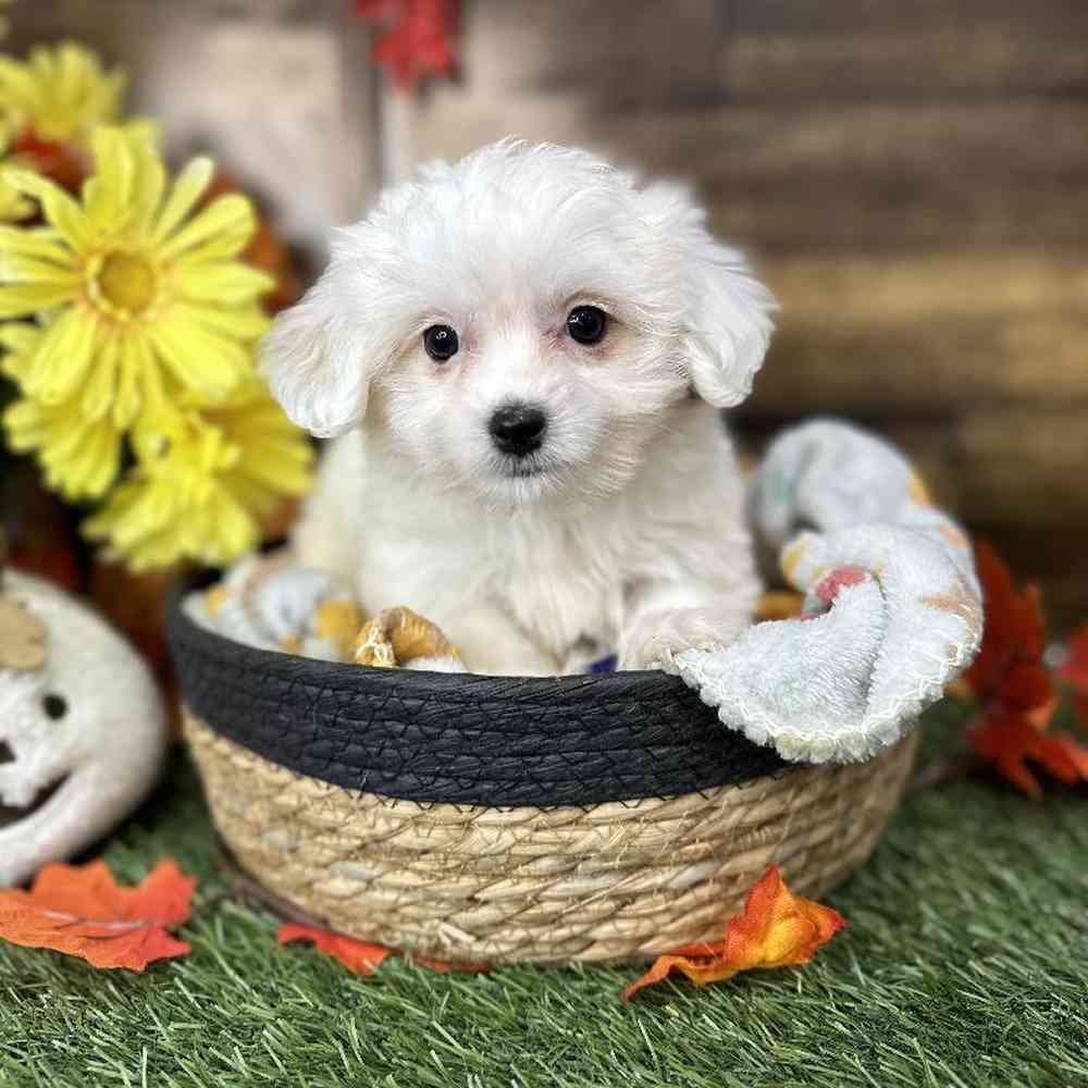 Female Coton De Tulear Puppy for Sale in Saugus, MA