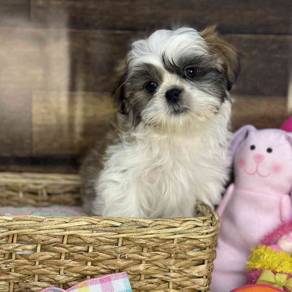 Male Shih Tzu Puppy for Sale in Saugus, MA