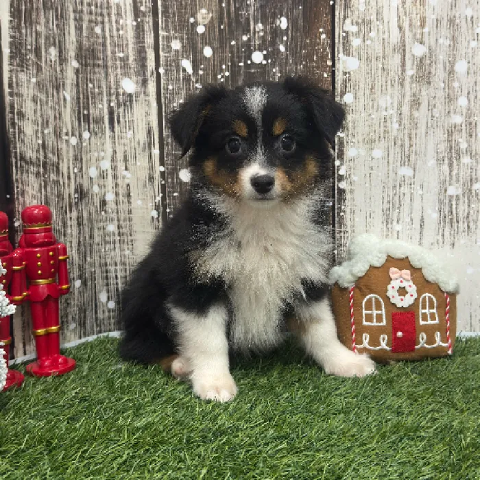 Male Toy Australian Shepherd Puppy for Sale in Braintree, MA image