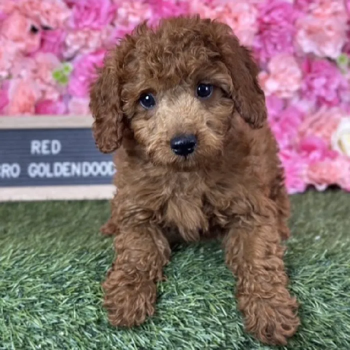 Male Micro Mini Goldendoodle F1BB Puppy for Sale in Saugus, MA image