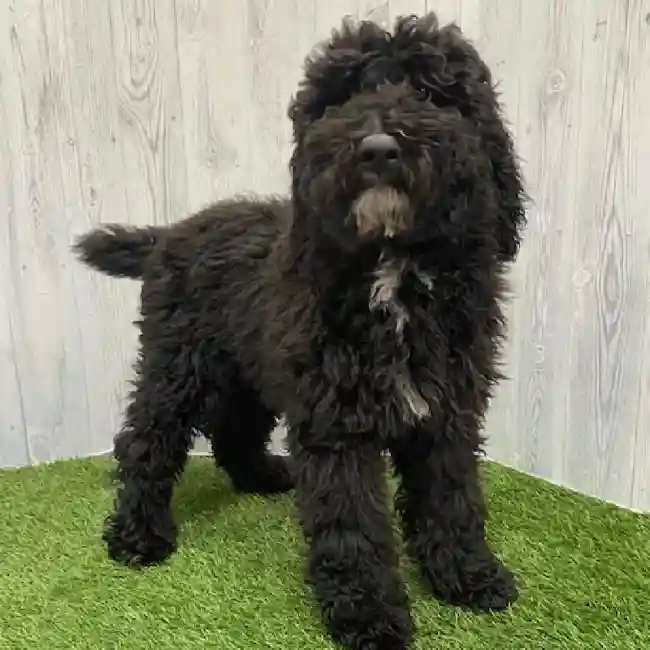 Poodle Moyen (Medium) image