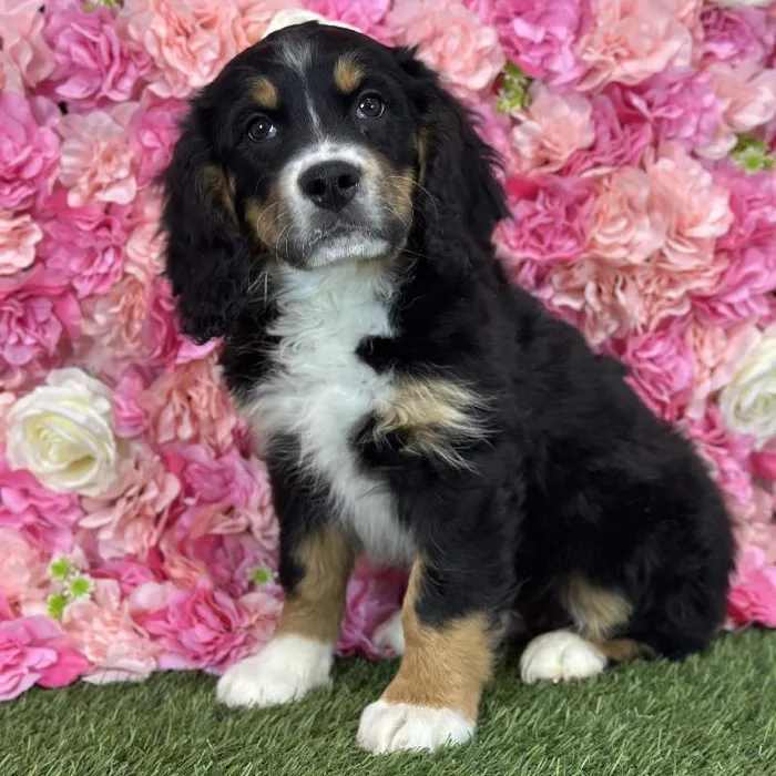 Male Mini Bernedoodlier 2nd gen Puppy for Sale in Braintree, MA image