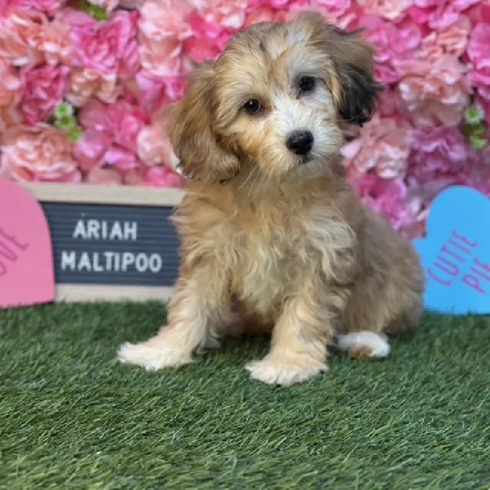 Female Malti-Poo 2nd Gen Puppy for Sale in Saugus, MA image