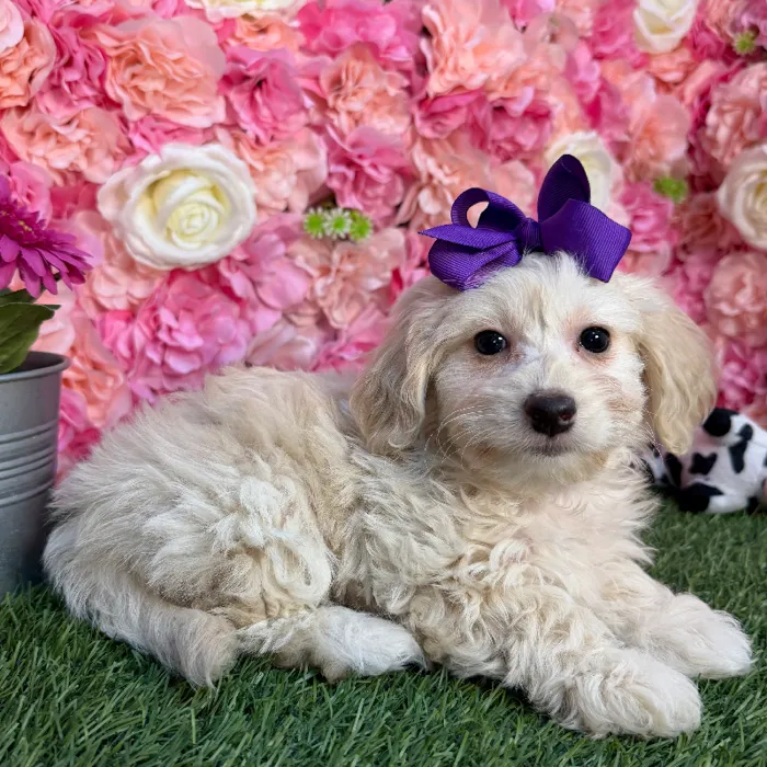 Female Doxie-Poo 2nd Gen Puppy for Sale in Braintree, MA