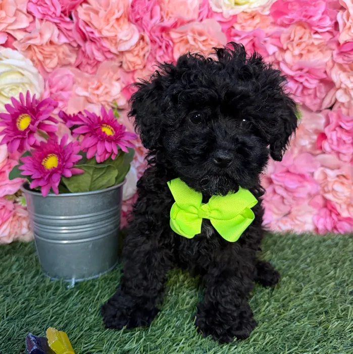 Male Micro Mini Bernedoodle F1BB Puppy for Sale in Braintree, MA image