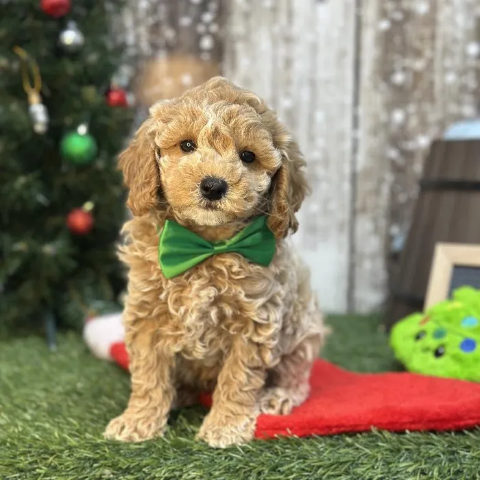 Male Mini Goldendoodle F2 Puppy for Sale in Saugus, MA