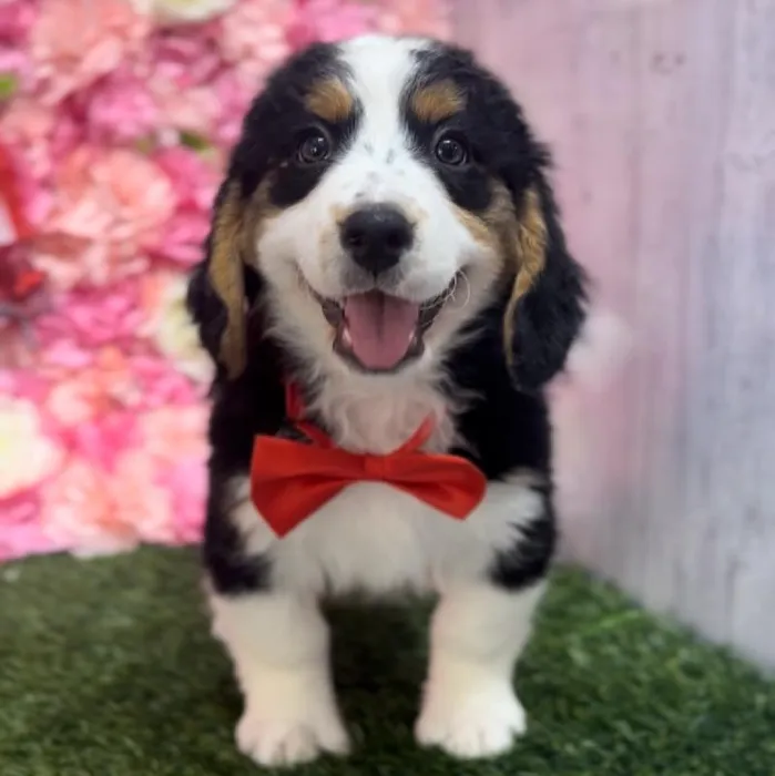 Mini Bernedoodle 2nd Gen image