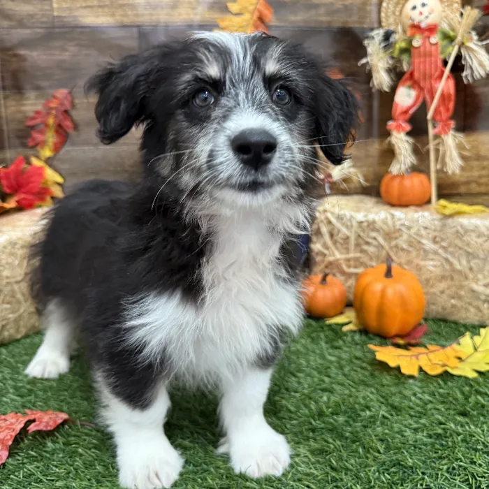 Male Aussiedoodle 2nd Gen Puppy for Sale in Braintree, MA