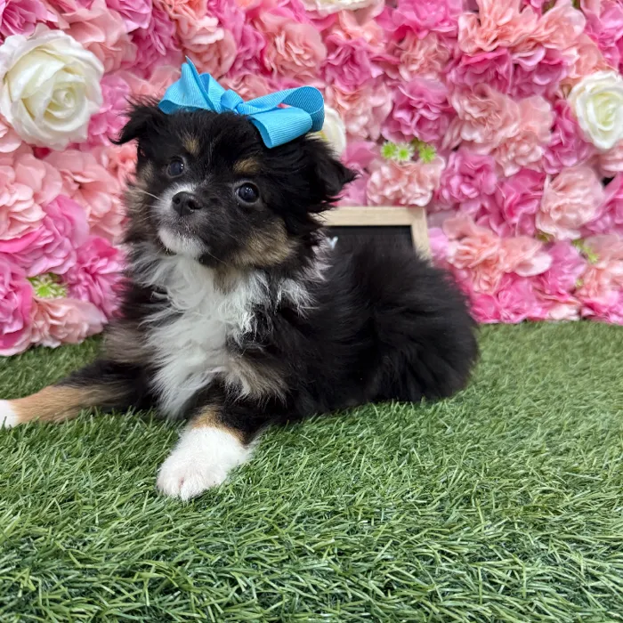 Female Mini Aussiedoodle 2nd Gen Puppy for Sale in Braintree, MA
