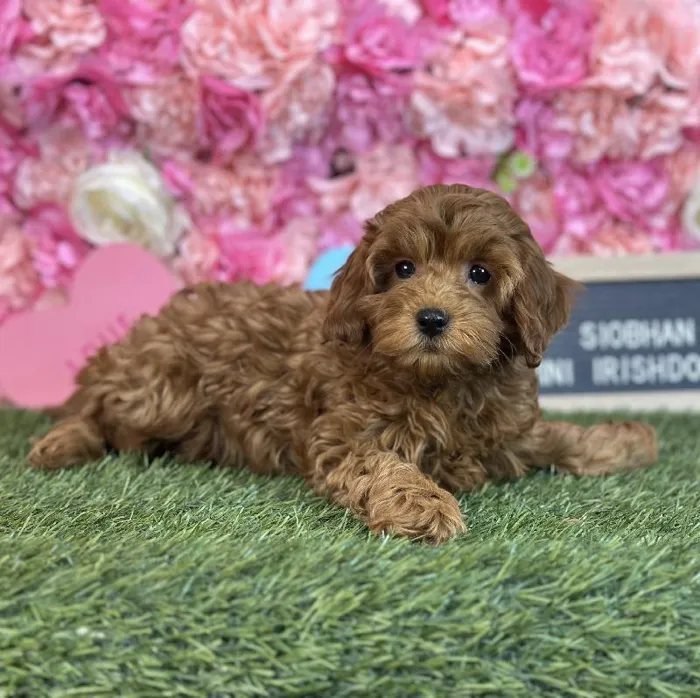 Female Mini Irishdoodle 2nd Gen Puppy for Sale in Saugus, MA