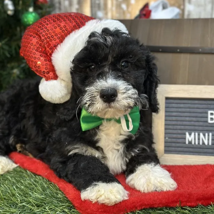 Male Mini Bernedoodle F1BB Puppy for Sale in Saugus, MA