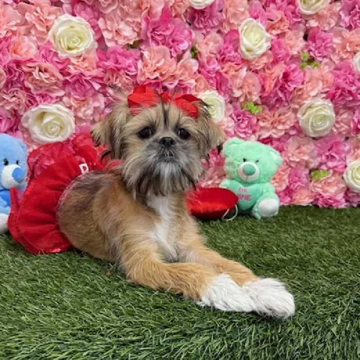 Female Lhaffon Puppy for Sale in Braintree, MA