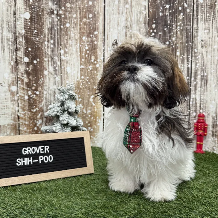 Male Shih-Poo 2nd Gen Puppy for Sale in Braintree, MA
