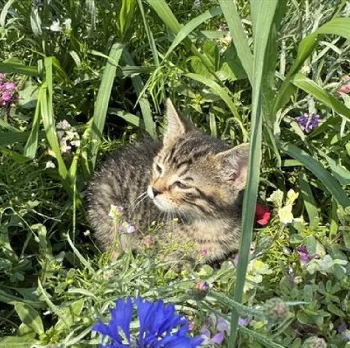 Kitten for sale