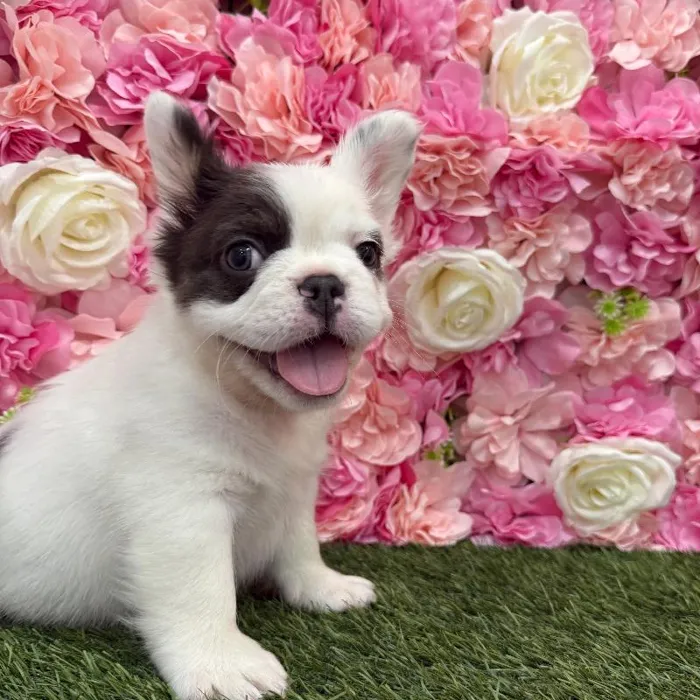 Male French Bulldog Puppy for Sale in Braintree, MA