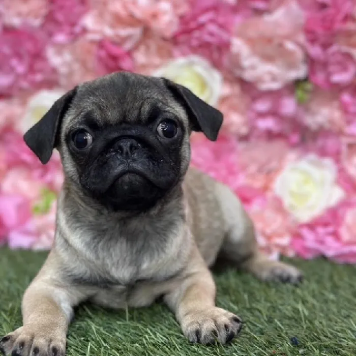 Male Pug Puppy for Sale in Saugus, MA