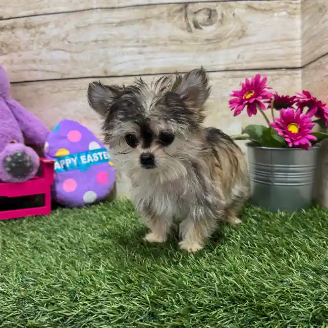 Male Chihuahua Puppy for Sale in Braintree, MA