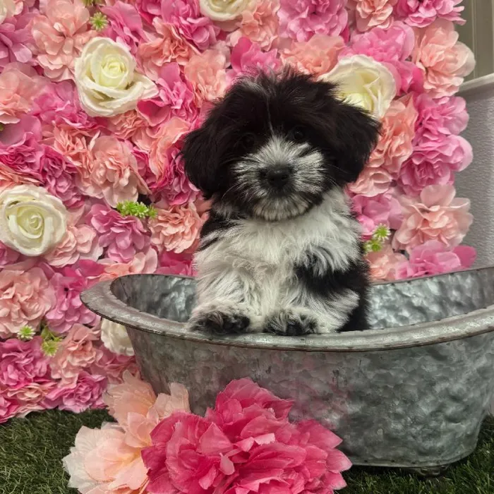 Female Havanese Puppy for Sale in Saugus, MA