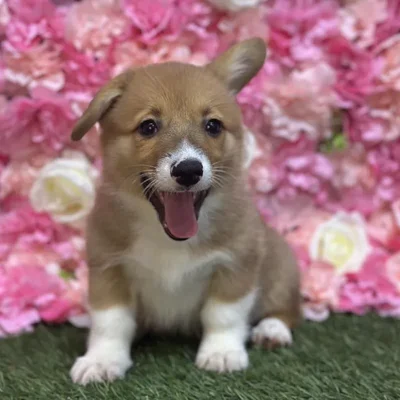 Female Pembroke Welsh Corgi Puppy for Sale in Saugus, MA