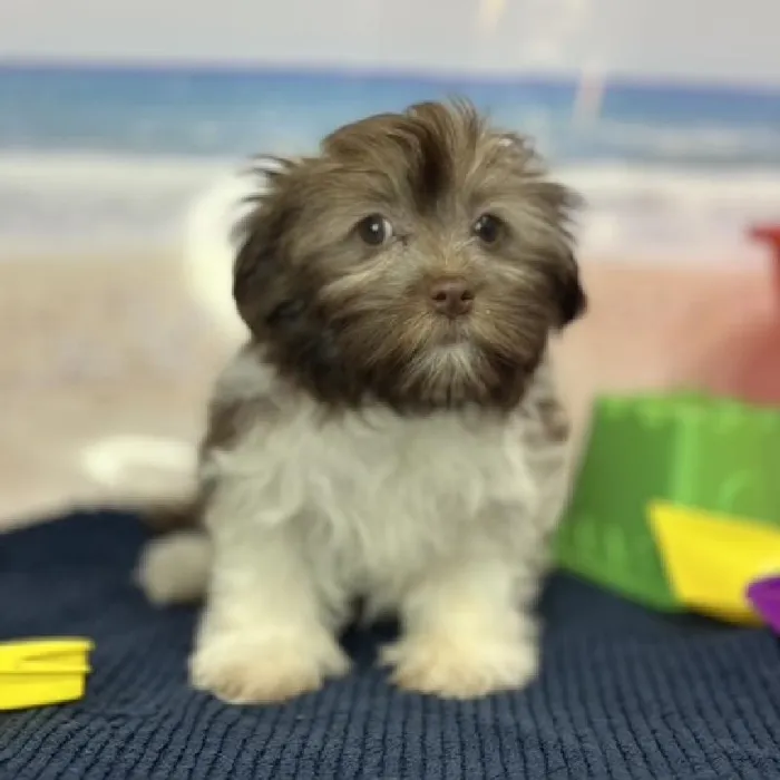 Female Havanese Puppy for Sale in Braintree, MA