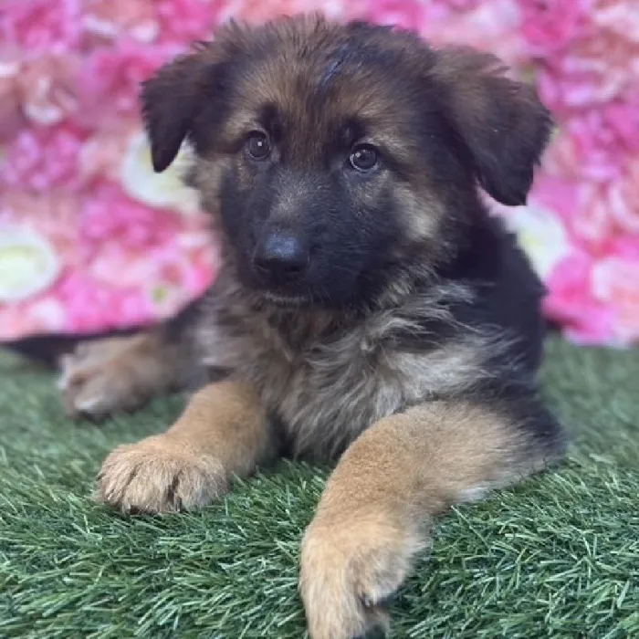 Female German Shepherd Dog Puppy for Sale in Saugus, MA