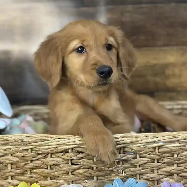 Female Golden Retriever Puppy for Sale in Saugus, MA