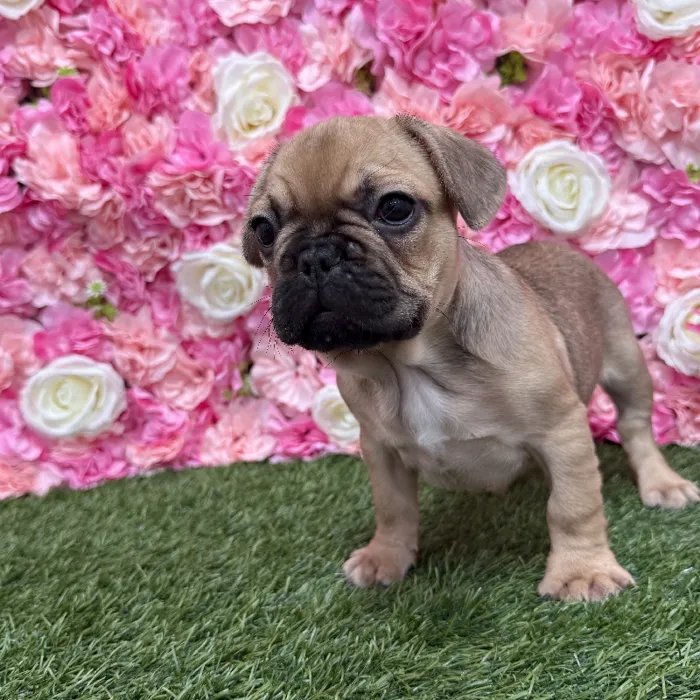 Male French Bulldog Puppy for Sale in Braintree, MA