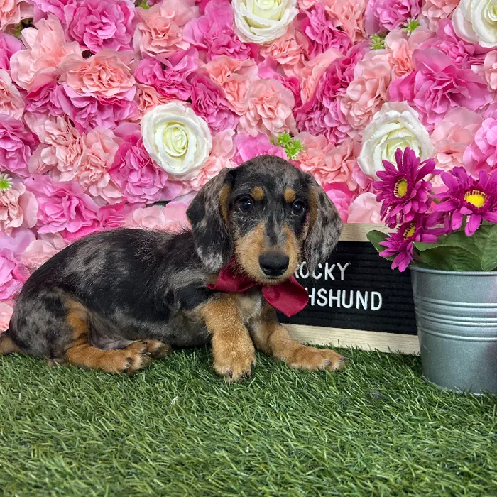 Male Dachshund puppy named Rocky for sale at Pet Express Braintree.