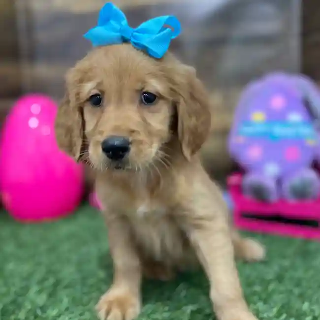 Female Golden Retriever Puppy for Sale in Braintree, MA