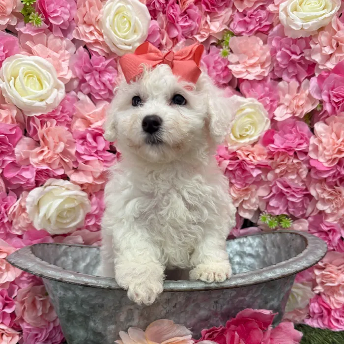 Female Bichon Frise Puppy for Sale in Braintree, MA