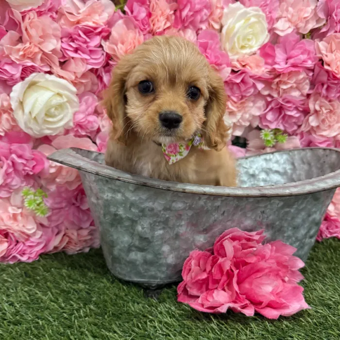 Male Cavapoo 2nd Gen Puppy for Sale in Braintree, MA