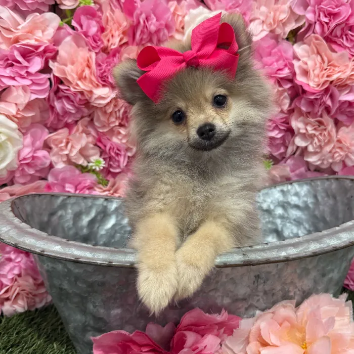 Female Pomeranian Puppy for Sale in Braintree, MA