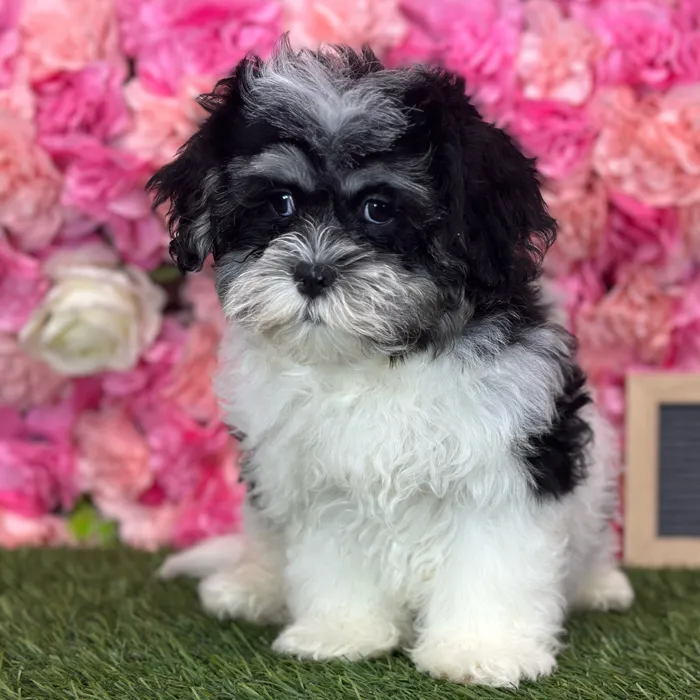 Male Lhatese puppy named Ritchie for sale at Pet Express Saugus.