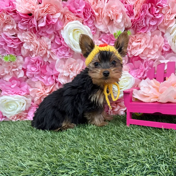 Male Yorkshire Terrier Puppy for Sale in Braintree, MA