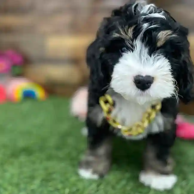 Male Mini Bernedoodle 2nd Gen Puppy for Sale in Braintree, MA