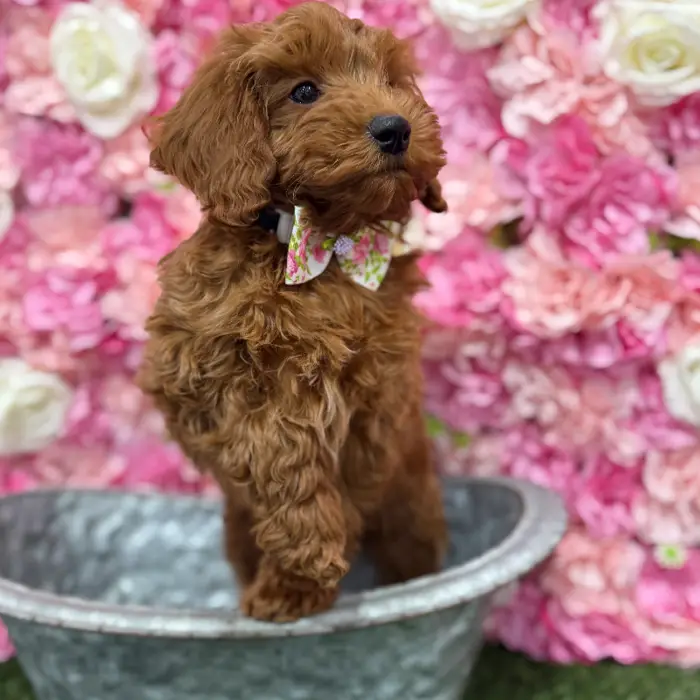 Male Mini Irishdoodle 2nd Gen Puppy for Sale in Braintree, MA