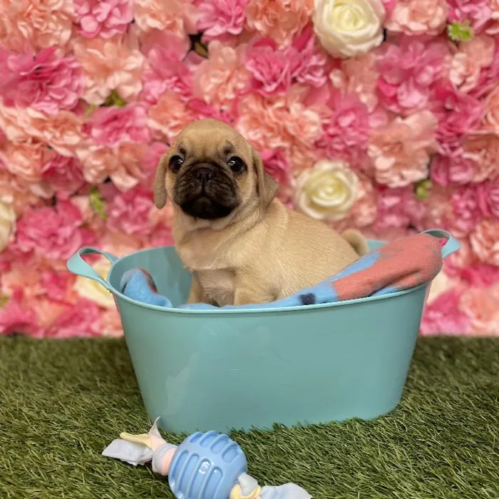 Male Pug Puppy for Sale in Saugus, MA