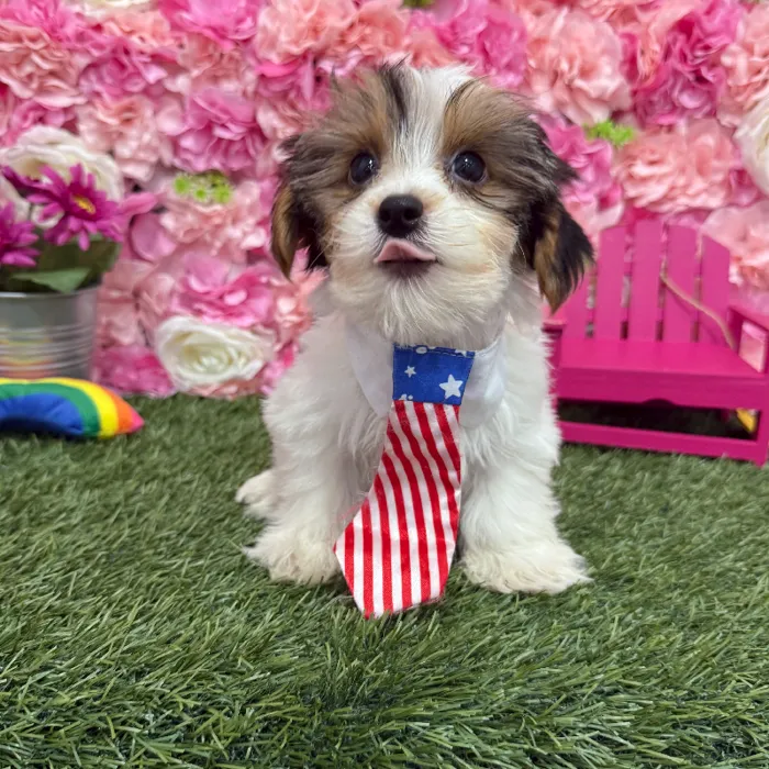 Male Yorkshire Terrier Puppy for Sale in Braintree, MA