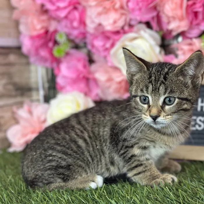 Male Domestic Short Hair kitten named Heathcliff for sale at Pet Express Saugus.