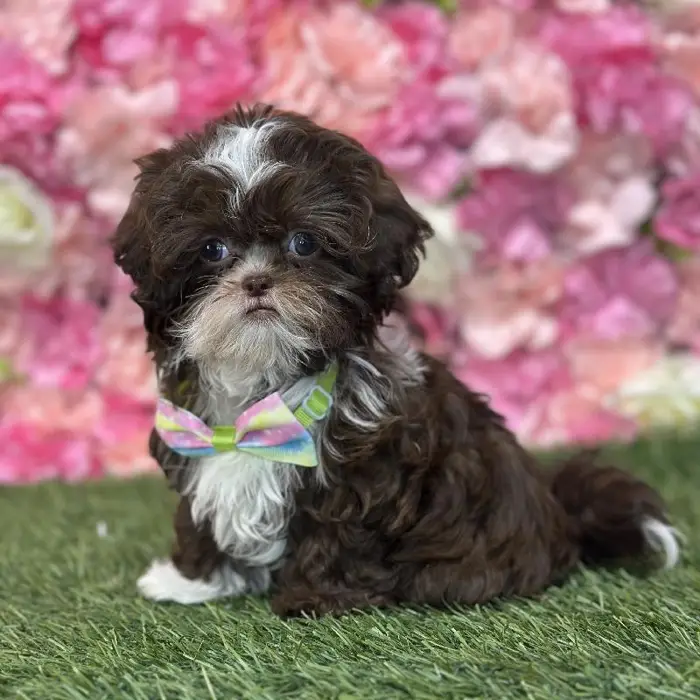 Male Shih-Poo Puppy for Sale in Saugus, MA