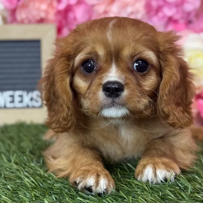 Female Cavapoo 2Nd Gen puppy named Rosalind for sale at Pet Express Saugus.